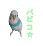 おしゃべりインコのパピコくん（個別スタンプ：9）
