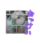 おしゃべりインコのパピコくん（個別スタンプ：10）