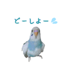 おしゃべりインコのパピコくん（個別スタンプ：11）