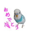 おしゃべりインコのパピコくん（個別スタンプ：13）