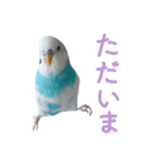 おしゃべりインコのパピコくん（個別スタンプ：14）