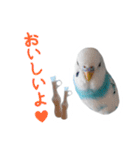 おしゃべりインコのパピコくん（個別スタンプ：15）