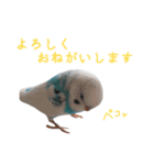おしゃべりインコのパピコくん（個別スタンプ：16）