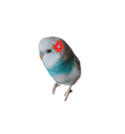 おしゃべりインコのパピコくん（個別スタンプ：18）