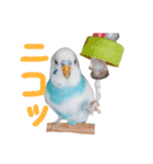 おしゃべりインコのパピコくん（個別スタンプ：19）