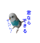 おしゃべりインコのパピコくん（個別スタンプ：20）