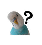 おしゃべりインコのパピコくん（個別スタンプ：21）