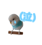 おしゃべりインコのパピコくん（個別スタンプ：22）