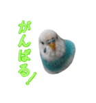 おしゃべりインコのパピコくん（個別スタンプ：23）