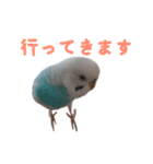 おしゃべりインコのパピコくん（個別スタンプ：24）