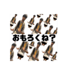 安井のための安井のスタンプ（個別スタンプ：5）