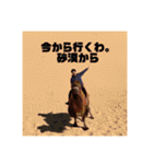 安井のための安井のスタンプ（個別スタンプ：9）