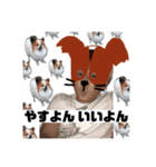 安井のための安井のスタンプ（個別スタンプ：15）