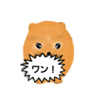 ポメラニアンくりちゃんの呟き（個別スタンプ：1）