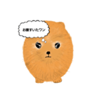 ポメラニアンくりちゃんの呟き（個別スタンプ：12）