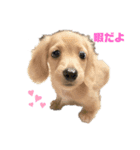 かわいい動物達❤️（個別スタンプ：1）
