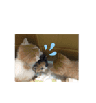 かわいい動物達❤️（個別スタンプ：5）