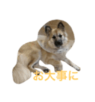 ムサシの⭐️む（個別スタンプ：3）