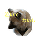 ムサシの⭐️む（個別スタンプ：10）