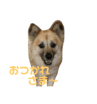ムサシの⭐️む（個別スタンプ：11）