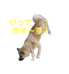 ムサシの⭐️む（個別スタンプ：12）