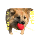 ムサシの⭐️む（個別スタンプ：17）