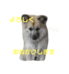 ムサシの⭐️む（個別スタンプ：19）