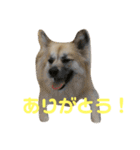 ムサシの⭐️む（個別スタンプ：20）