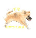ムサシの⭐️む（個別スタンプ：24）