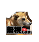 柴犬ラムちゃん②（個別スタンプ：9）