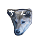 柴犬ラムちゃん②（個別スタンプ：11）