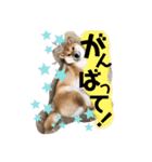 柴犬ラムちゃん②（個別スタンプ：12）