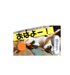 柴犬ラムちゃん②（個別スタンプ：13）