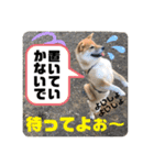 柴犬ラムちゃん②（個別スタンプ：15）