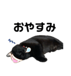 黒猫エヴァスタンプ改（個別スタンプ：3）