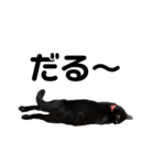 黒猫エヴァスタンプ改（個別スタンプ：4）