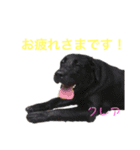 DLS（個別スタンプ：4）
