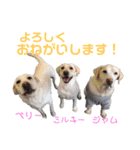 DLS（個別スタンプ：5）