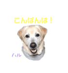 DLS（個別スタンプ：13）