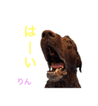 DLS（個別スタンプ：15）