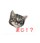 ミルチョコスタンプ（個別スタンプ：2）