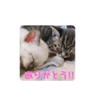 ミルチョコスタンプ（個別スタンプ：15）