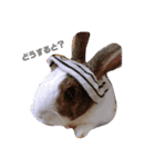 kokko_a（個別スタンプ：2）