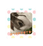 kokko_a（個別スタンプ：7）