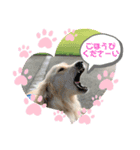 きなたんたん（個別スタンプ：3）