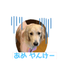きなたんたん（個別スタンプ：5）