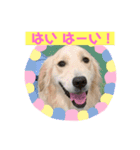 きなたんたん（個別スタンプ：8）