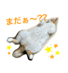 トラチワちゃん♪♪♪♪♪（個別スタンプ：1）