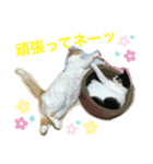 トラチワちゃん♪♪♪♪♪（個別スタンプ：5）