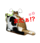 トラチワちゃん♪♪♪♪♪（個別スタンプ：8）